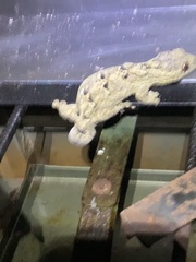 Thecadactylus solimoensis