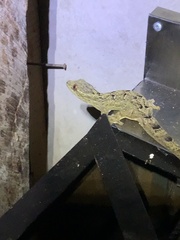 Thecadactylus solimoensis