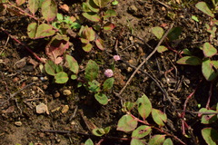 Persicaria capitata