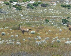 Alcelaphus buselaphus caama