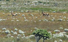 Alcelaphus buselaphus caama