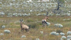 Alcelaphus buselaphus caama