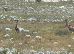 Alcelaphus buselaphus caama