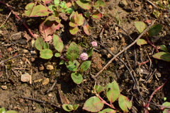 Persicaria capitata