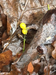 Loranthus europaeus