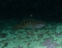 Hypoplectrodes maccullochi