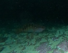 Hypoplectrodes maccullochi