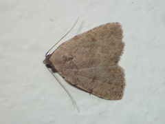 Anachrostis