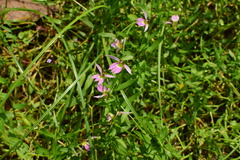 Lobelia chinensis