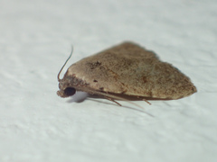 Anachrostis