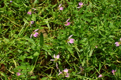 Lobelia chinensis