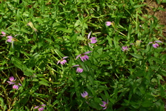 Lobelia chinensis