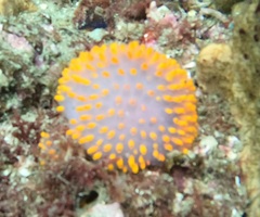 Polycitor giganteus