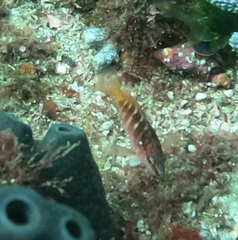 Hypoplectrodes maccullochi