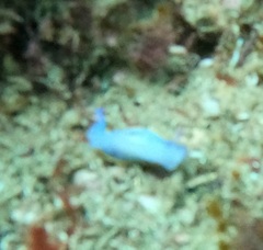 Hypselodoris bennetti