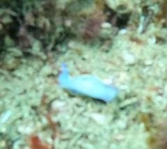 Hypselodoris bennetti