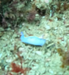 Hypselodoris bennetti