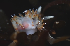 Apata pricei