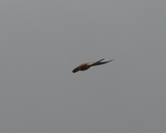 Hieraaetus morphnoides