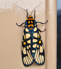 Aglaomorpha plagiata