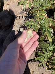 Bencomia exstipulata