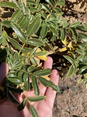 Bencomia exstipulata