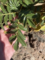 Bencomia exstipulata