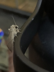 Noctuoidea