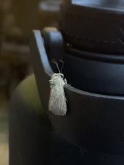 Noctuoidea