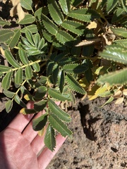 Bencomia exstipulata