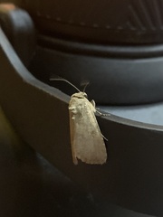 Noctuoidea