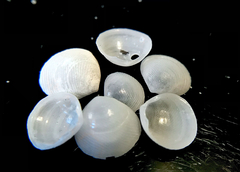 Strigilla surinamensis