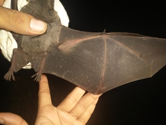Artibeus jamaicensis
