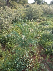 Gomphocarpus tomentosus