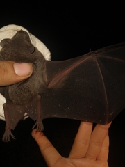 Artibeus jamaicensis