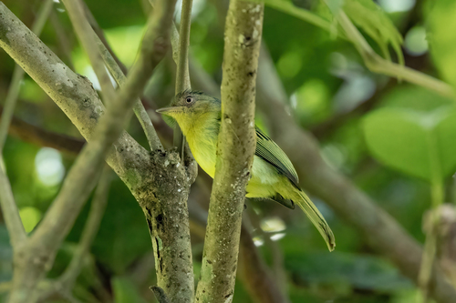 Orange-eyed Flatbill