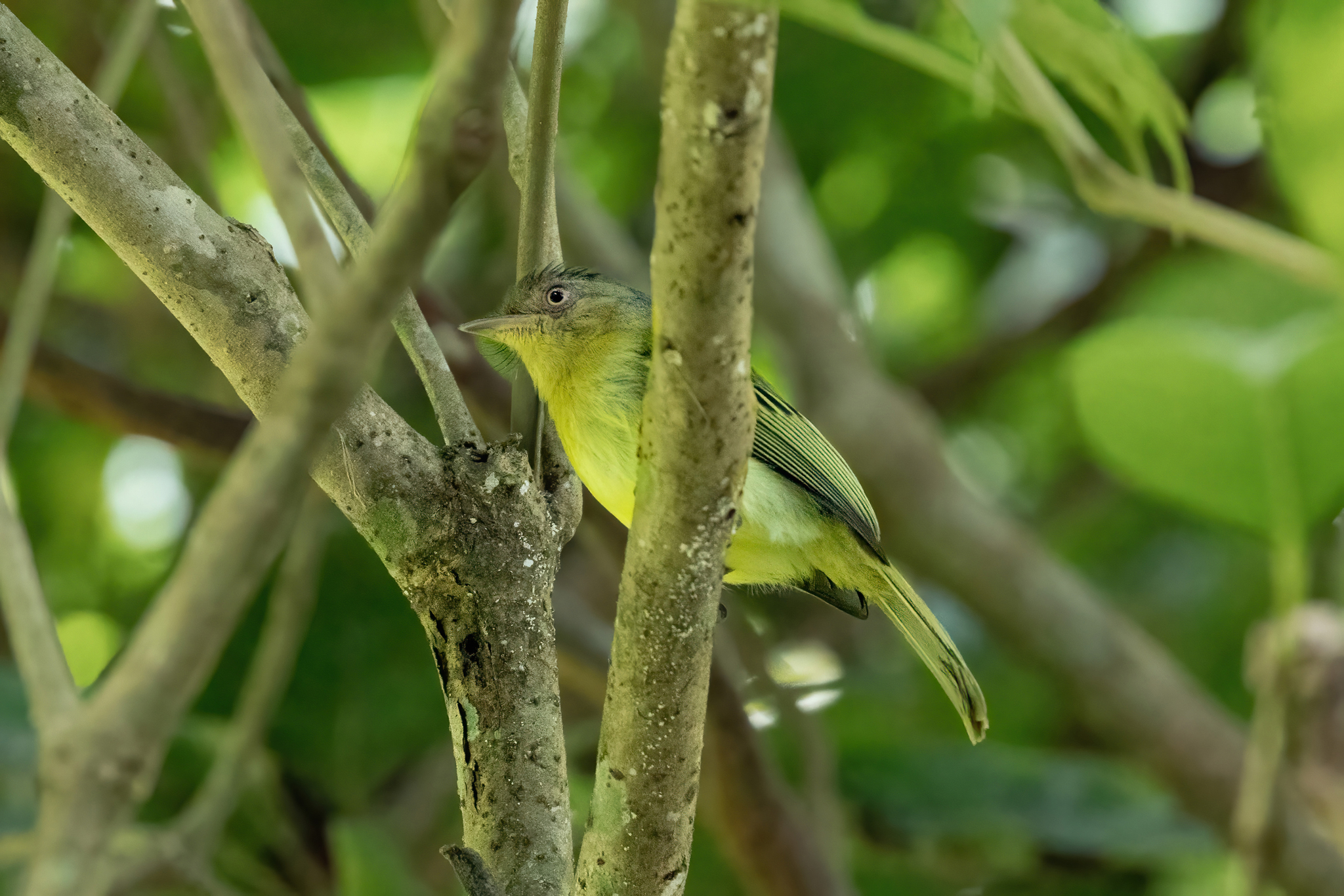 Orange-eyed Flatbill illustration