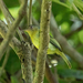 Orange-eyed Flatbill - Photo (c) Thibaud Aronson, some rights reserved (CC BY-SA), uploaded by Thibaud Aronson