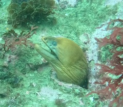 Gymnothorax prasinus