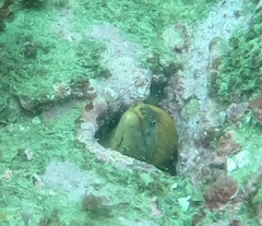 Gymnothorax prasinus