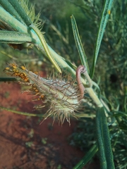 Gomphocarpus tomentosus