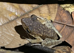 Pulchrana baramica