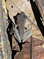 Pulchrana baramica