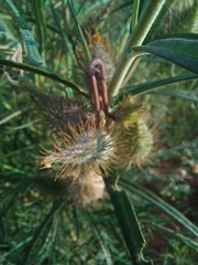 Gomphocarpus tomentosus