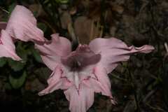 Gladiolus virgatus