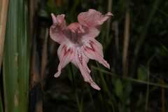 Gladiolus virgatus