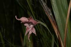 Gladiolus virgatus