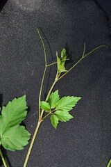 Causonis japonica