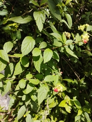 Varronia polycephala