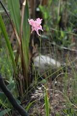 Gladiolus virgatus